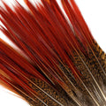 10 PC/PKG Golden Pheasant Red Top Tail Feathers 8-10"