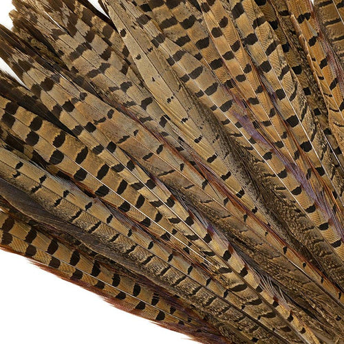 10 PC/PKG Ringneck Pheasant Tails 12-14" - Natural