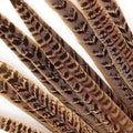 10 PC/PKG Female Ringneck Pheasant Tails 10-12" - Natural: 10 pcs