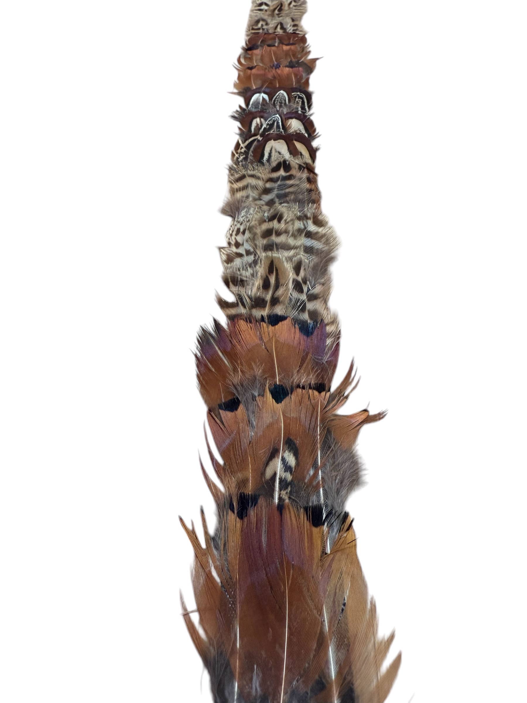 Feather hat band with strap: Feather #6