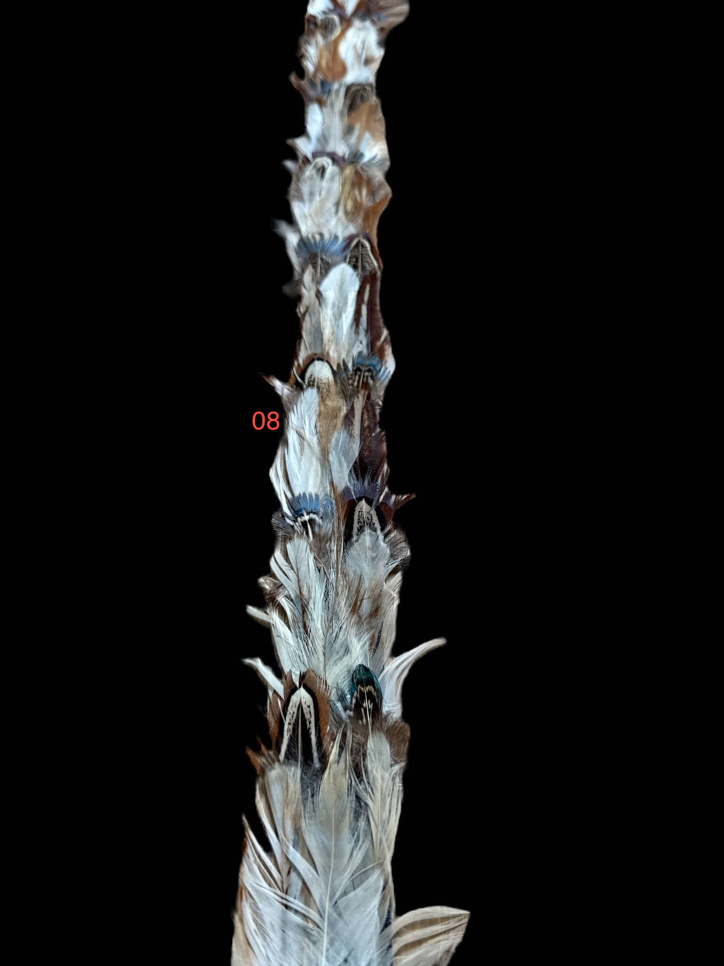 Feather hat band with strap: Feather #1