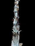 Feather hat band with strap: Feather #8